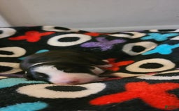 Australian Shepherd dogs for sale: Riley Fully Vaccinated - Image 1