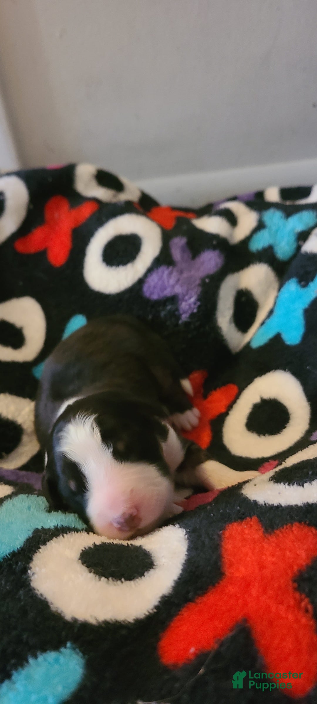 Australian Shepherd dogs for sale: Riley Fully Vaccinated - Image 1