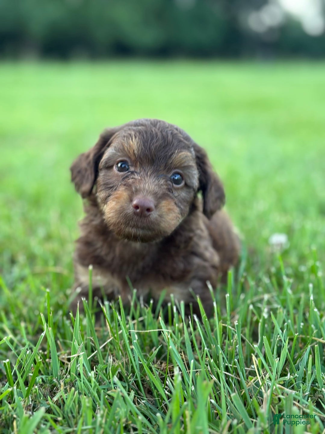Aussiedoodle dogs for sale: Atlas - Image 2