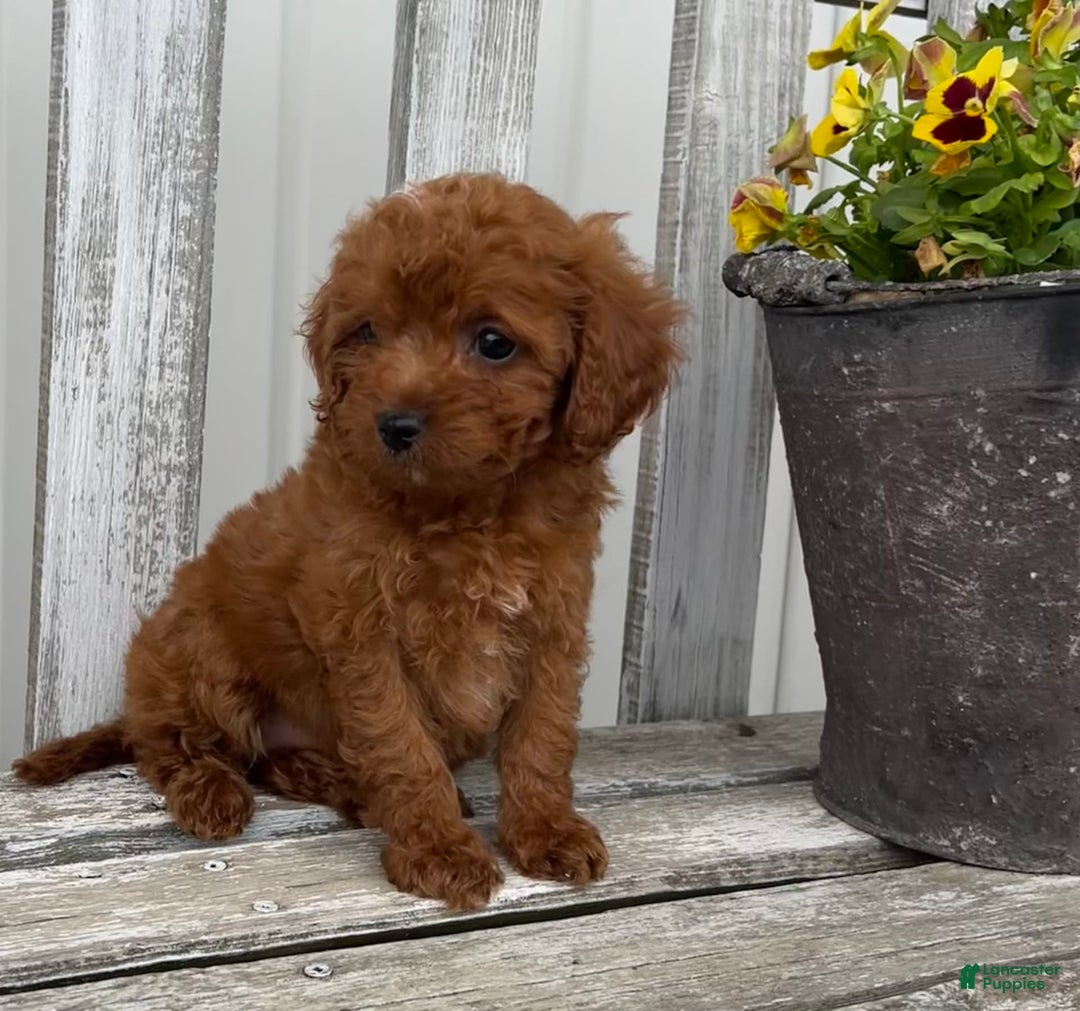 Cavapoo dogs for sale: Cora - Image 1