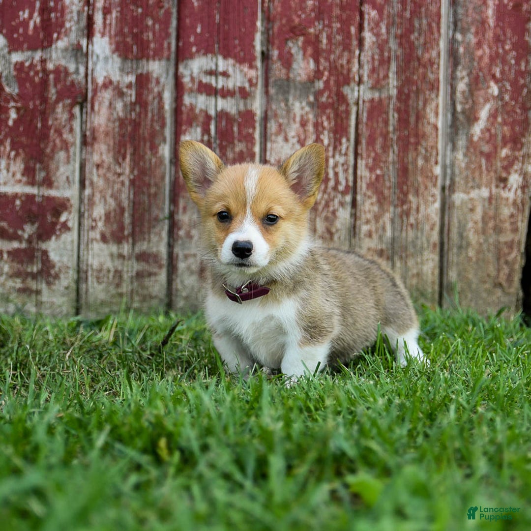 Welsh Corgi Pembroke dogs for sale: Welsh Corgi (Pembroke) 8 puppies - Image 19