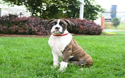 Boxer dogs for sale: Hunter - Image 2