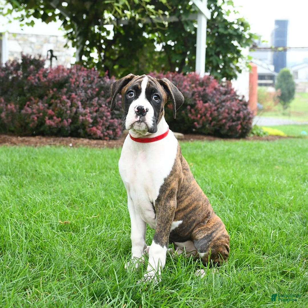 Boxer dogs for sale: Hunter - Image 2