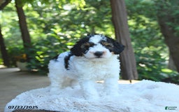 Miniature Poodle dogs for sale: Lenny - Image 3