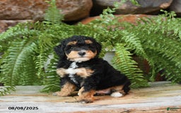 Miniature Poodle dogs for sale: Miniature Poodle 4 puppies - Image 11