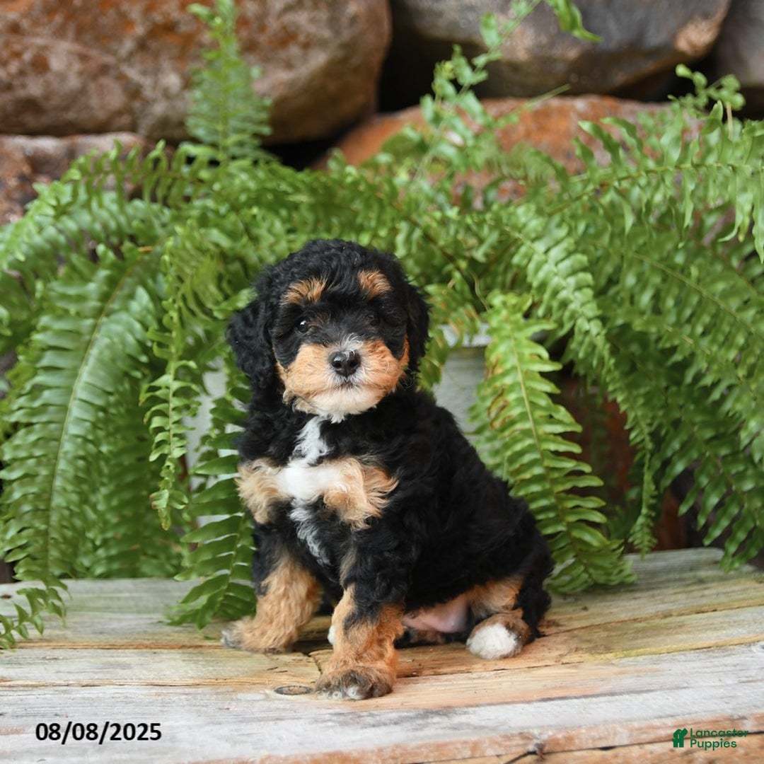 Miniature Poodle dogs for sale: Miniature Poodle 4 puppies - Image 11