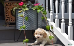 Toy Poodle dogs for sale: Edgar - Image 6
