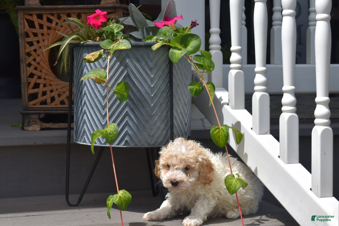 Toy Poodle dogs for sale: Edgar - Image 6