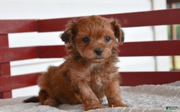 Yorkiepoo dogs for sale: Hudson - Image 2