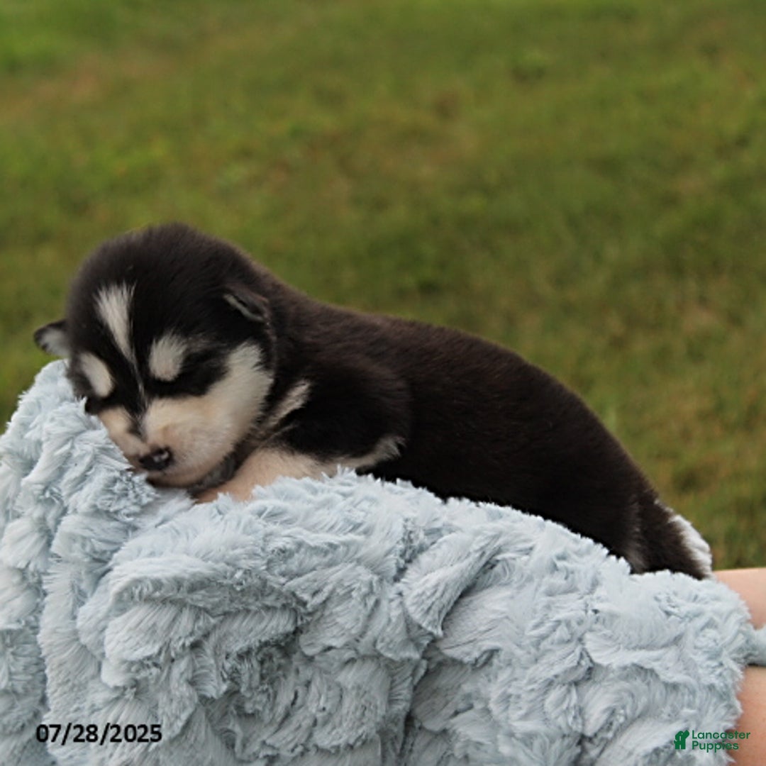 Alaskan Malamute dogs for sale: Cowboy - Image 3