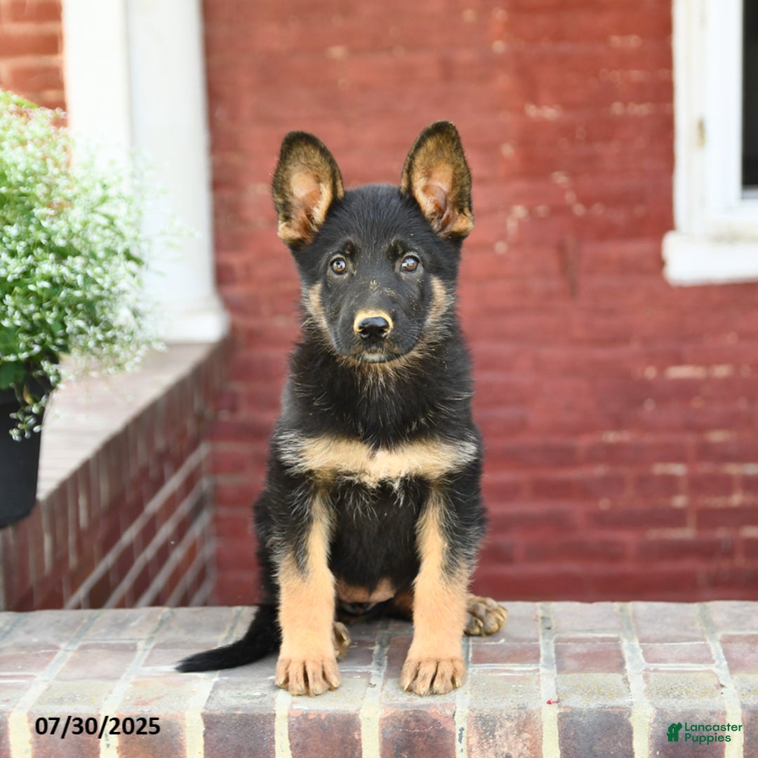 German Shepherd dogs for sale: Melody - Image 2