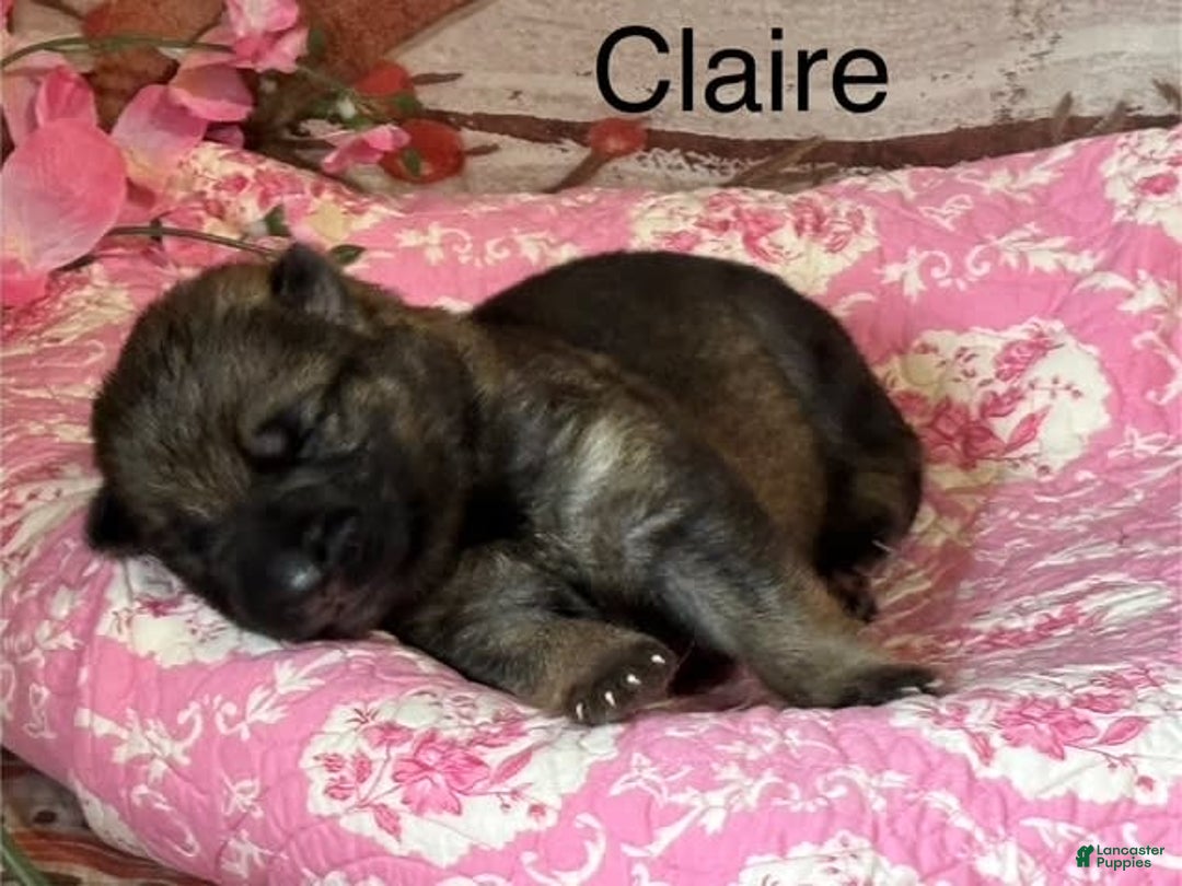 German Shepherd dogs for sale: Claire - Image 2