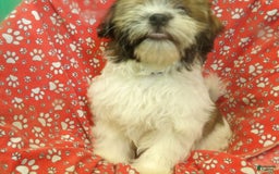 Teddy Bear dogs for sale: ROY - Image 4