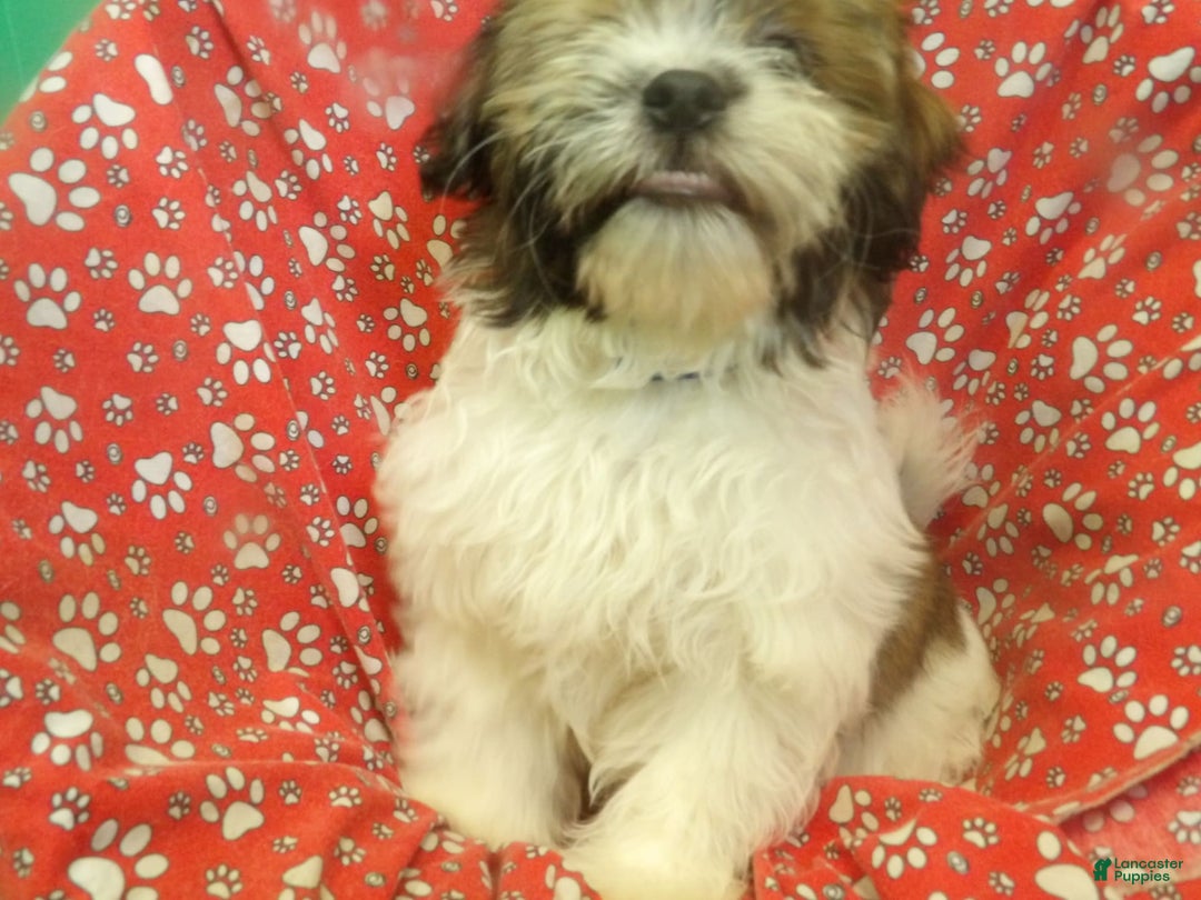 Teddy Bear dogs for sale: ROY - Image 4