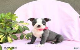 Boston Terrier dogs for sale: Boston Terrier 4 puppies - Image 11