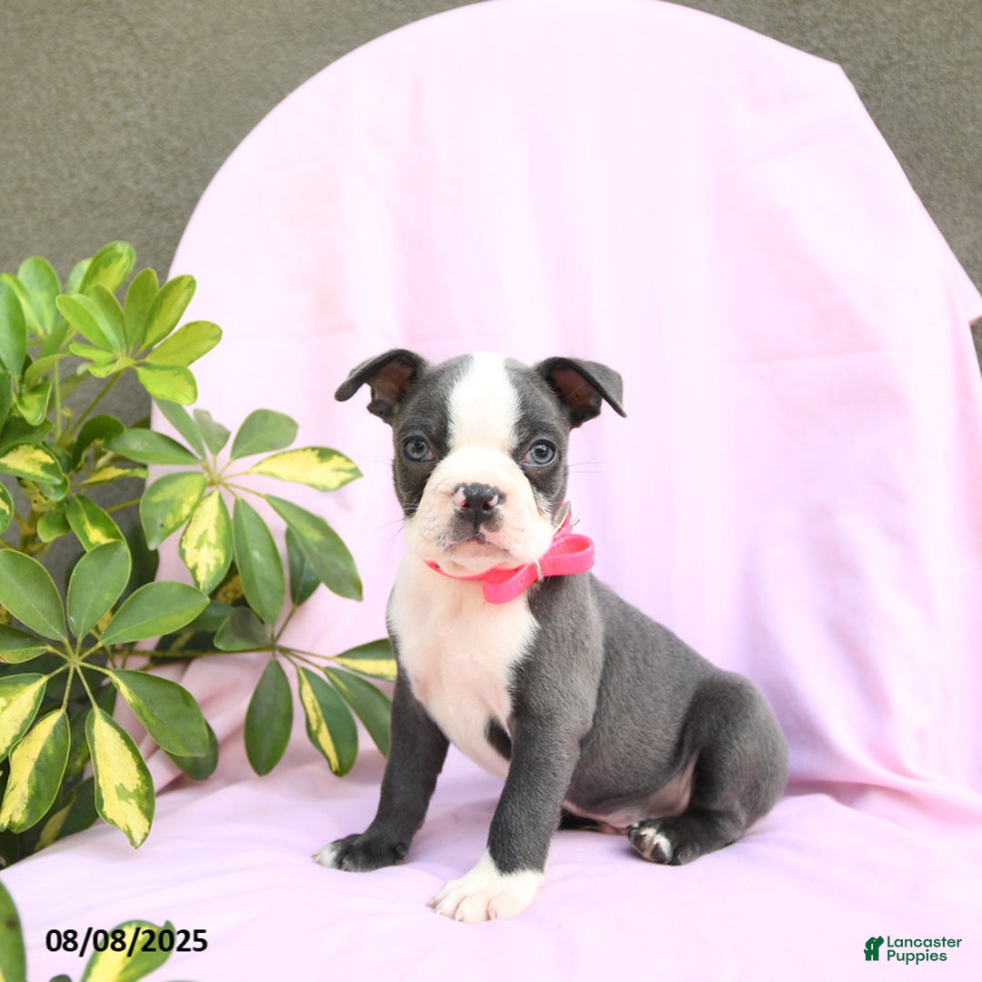 Boston Terrier dogs for sale: Boston Terrier 4 puppies - Image 11