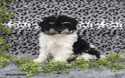 Havanese dogs for sale: Cash - Image 4