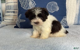 Miniature Schnauzer dogs for sale: Fancy Male 2 Akc Liver Parti - Image 3