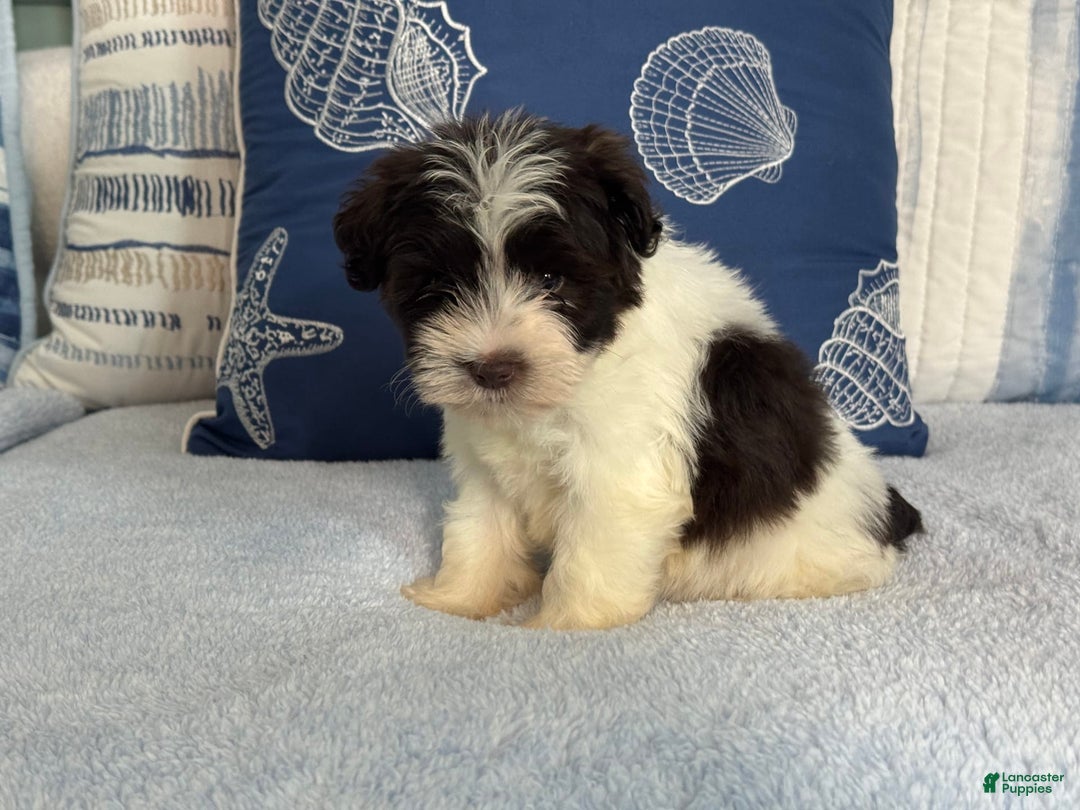 Miniature Schnauzer dogs for sale: Fancy Male 2 Akc Liver Parti - Image 3
