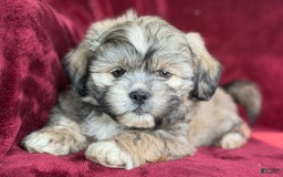 Shih Tzu dogs for sale: Dick - Image 5
