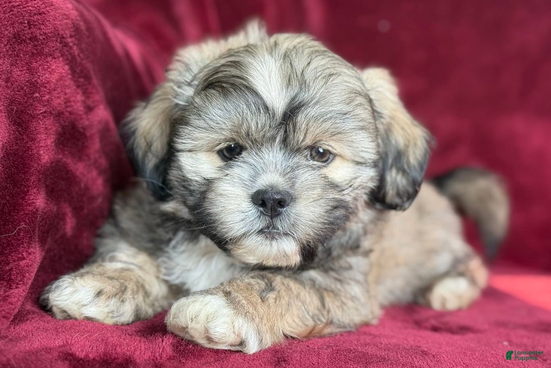 Shih Tzu dogs for sale: Dick - Image 5