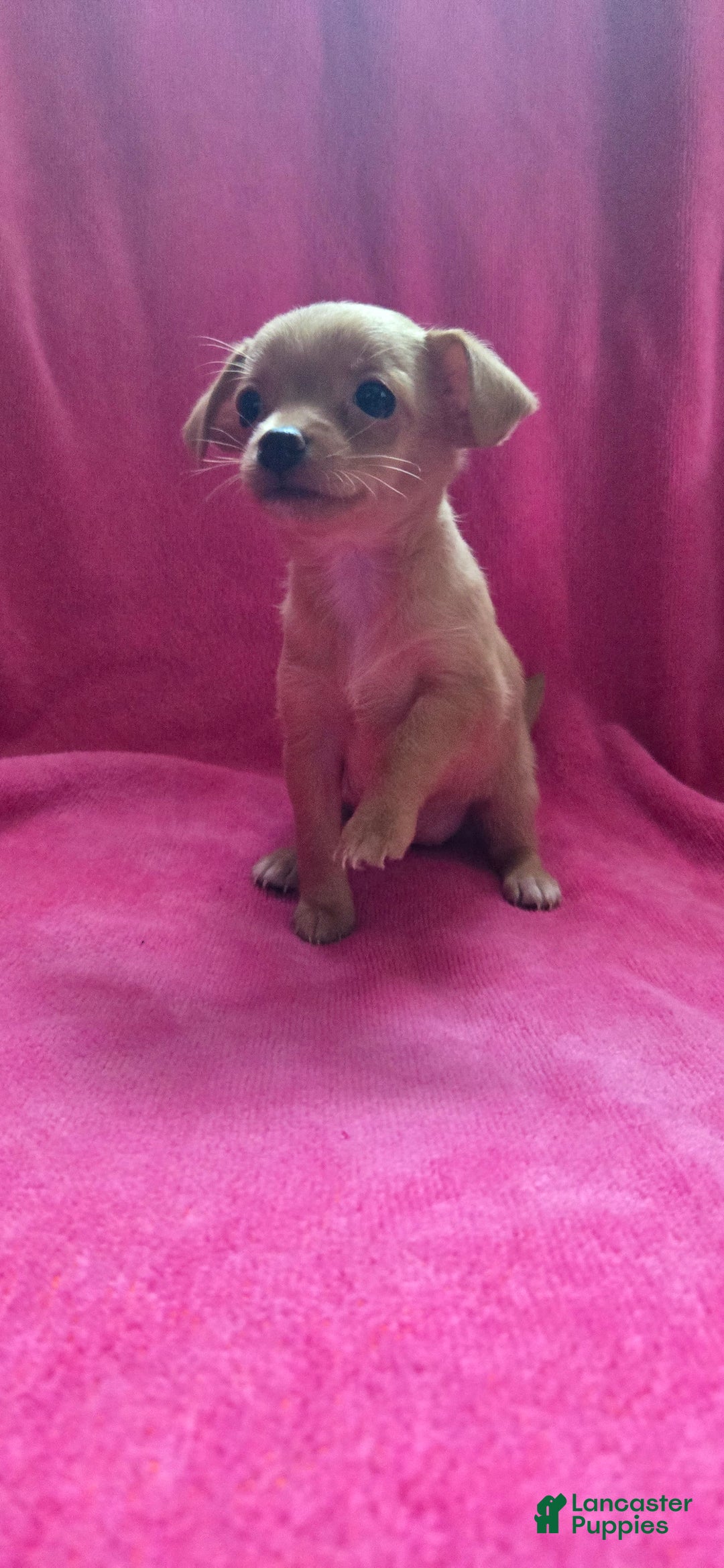 Chipoo dogs for sale: Hope - Image 2