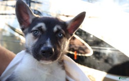 Gerberian Shepsky dogs for sale: Finn - Image 1