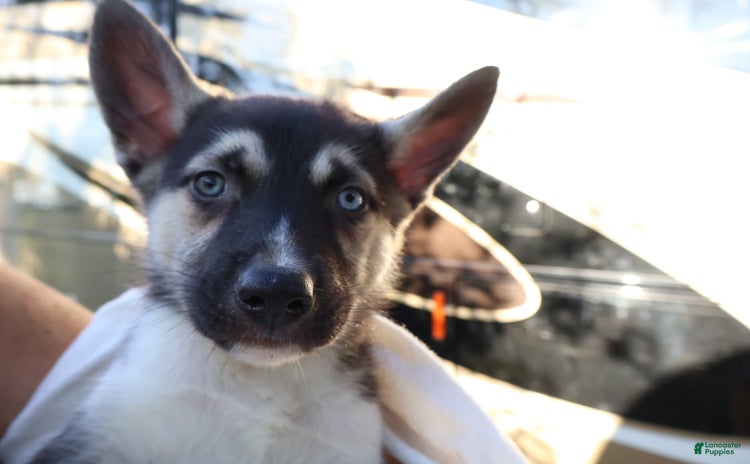 Gerberian Shepsky dogs for sale - Ad 3
