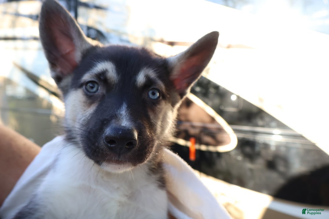 Gerberian Shepsky dogs for sale: Finn - Image 1