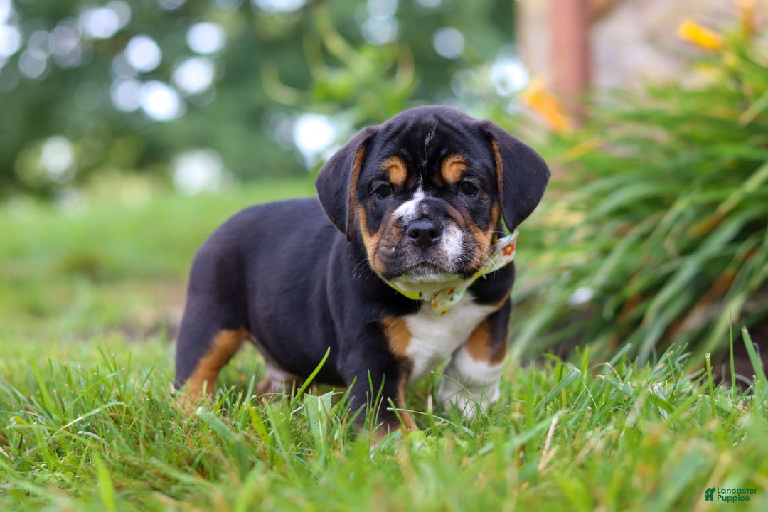 Beabull dogs for sale: Champ - Image 1