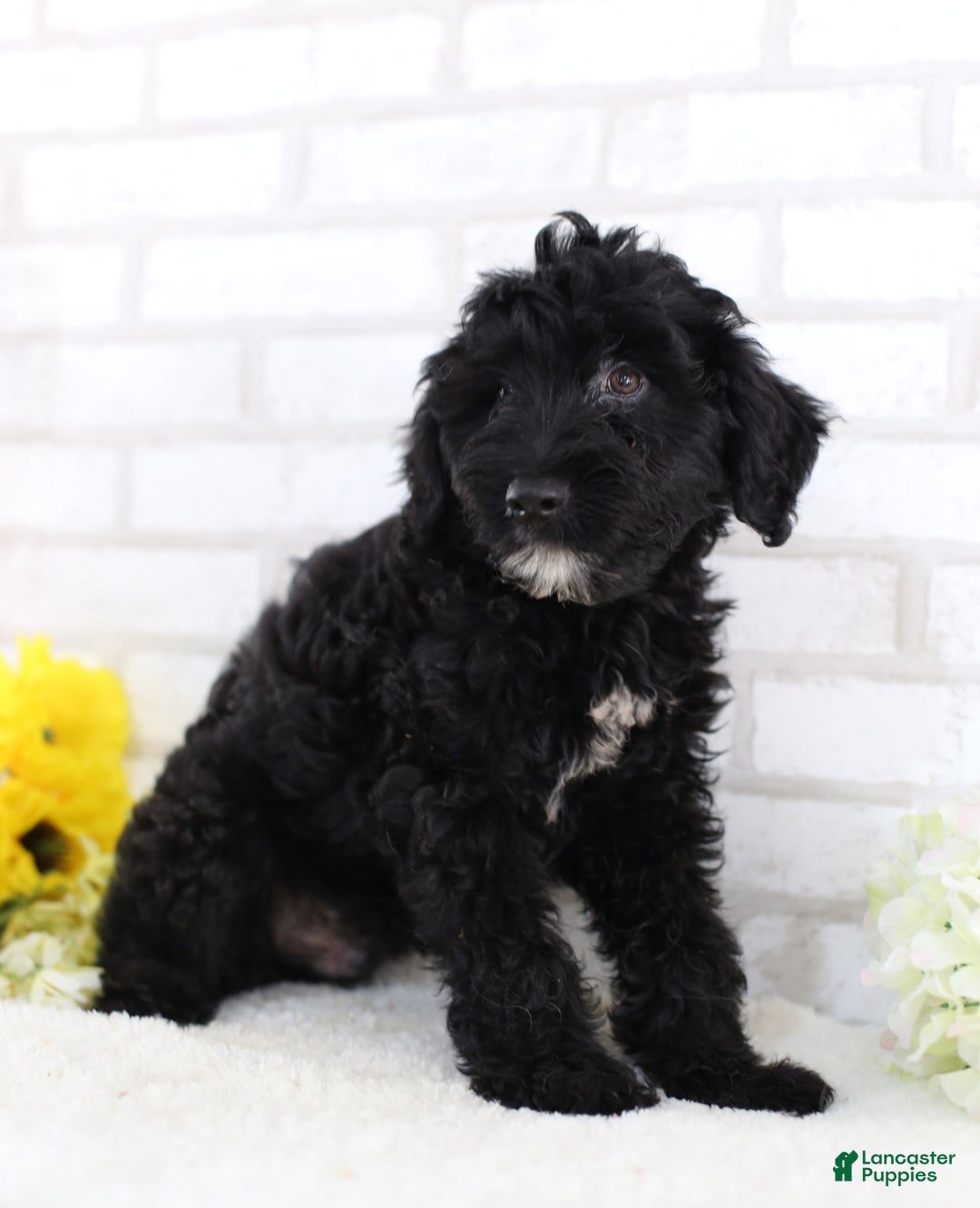 Mini Aussiedoodle dogs for sale: Blackie - Image 4