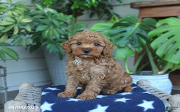 Miniature Poodle dogs for sale: Weston - Image 1
