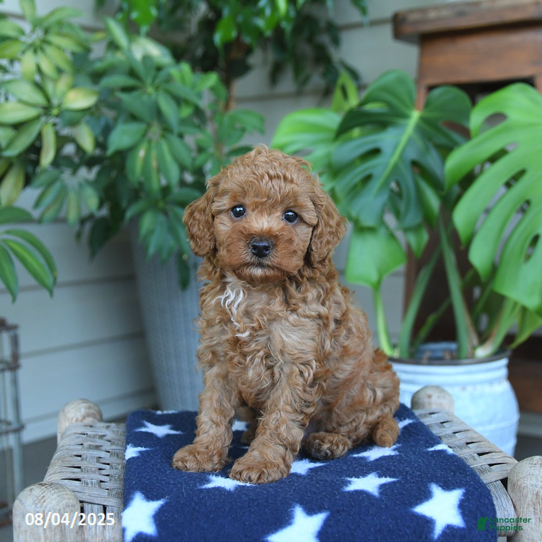 Miniature Poodle dogs for sale: Weston - Image 1