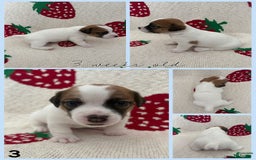 Jack Russell Terrier dogs for sale: Fits - Image 3