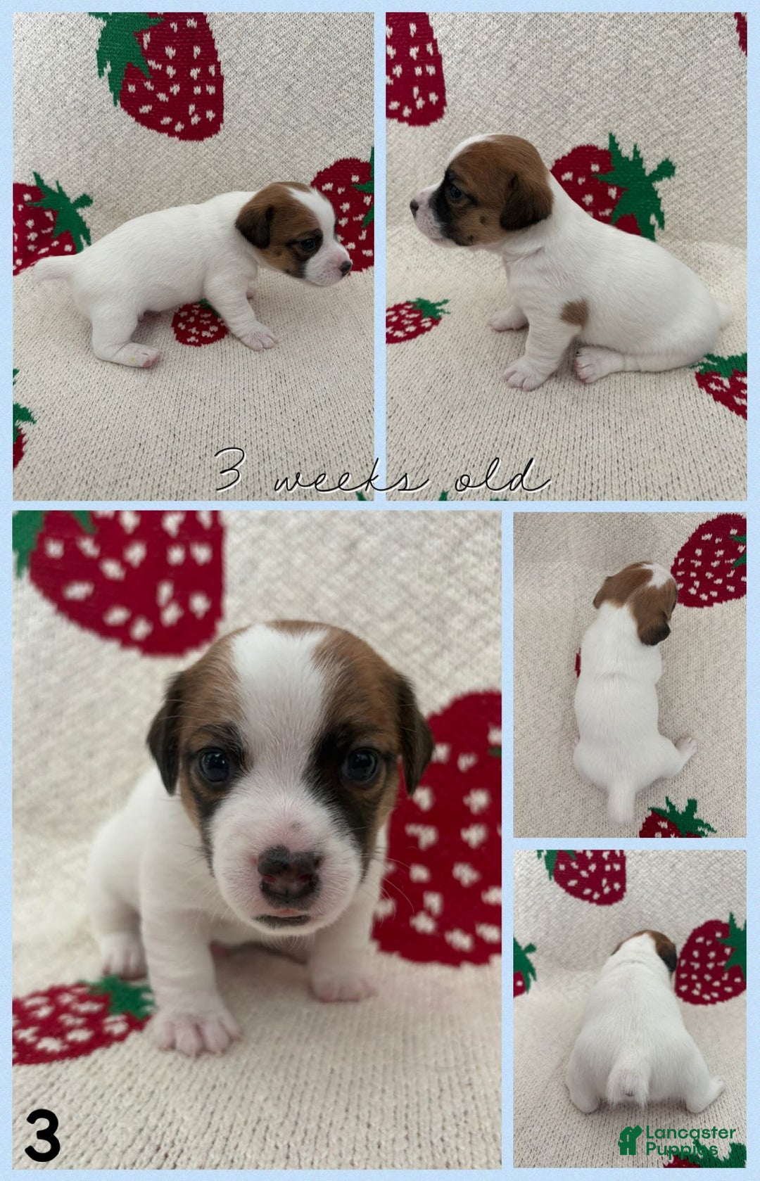 Jack Russell Terrier dogs for sale: Fits - Image 3
