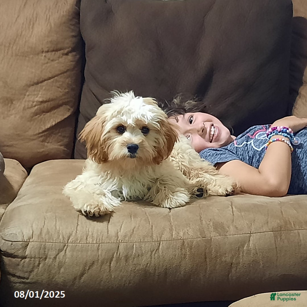 Cavapoo dogs for sale: Bailey - Image 2