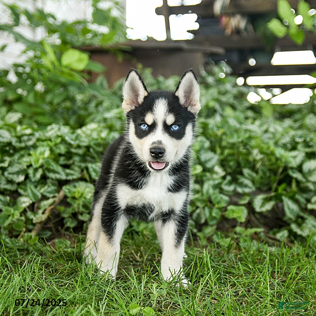 Pomsky dogs for sale: Kibbles - Image 5