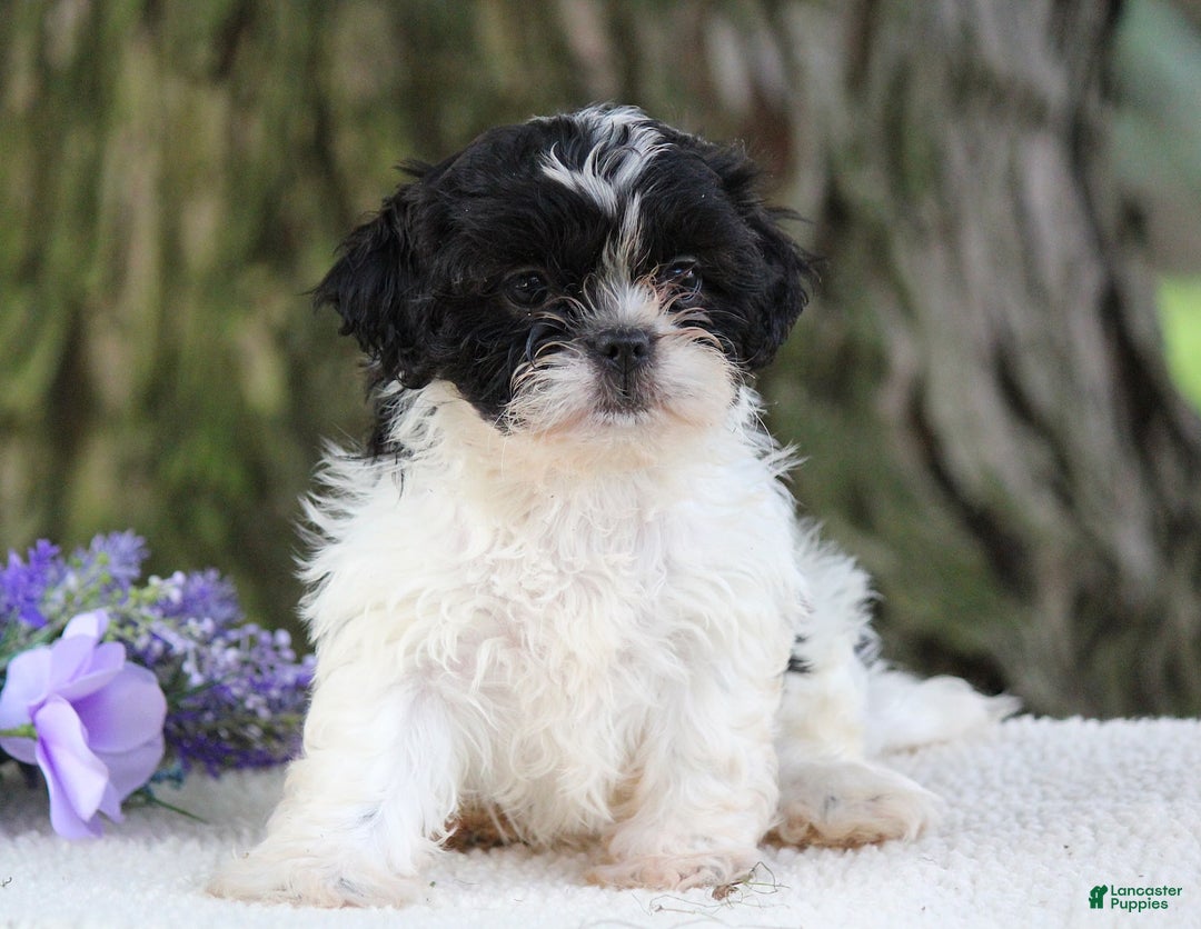 Shih Tzu dogs for sale: Cookie - Image 5
