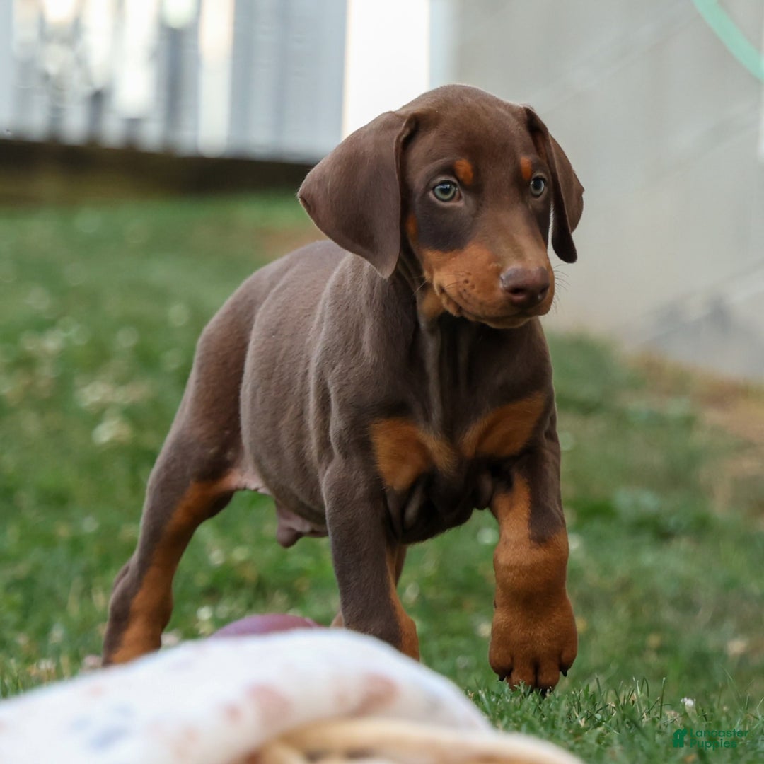 Doberman Pinscher dogs for sale: Doberman Pinscher 3 puppies - Image 6