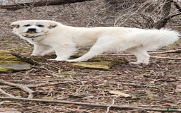 Great Pyrenees dogs for sale: Pink - Image 12