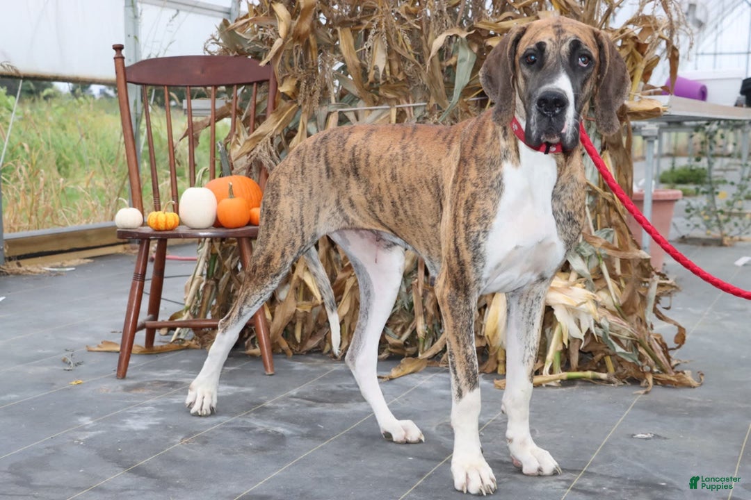 Great Dane dogs for sale: Trever - Image 24