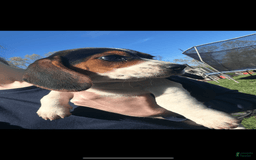Beagle dogs for sale: Bear - Image 1