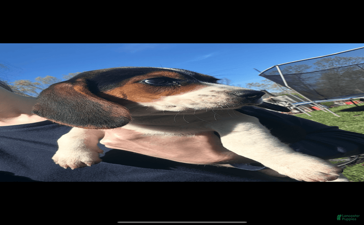 Beagle dogs for sale - Ad 1