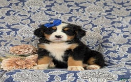 Bernese Mountain Dog dogs for sale: Emilee - Image 4