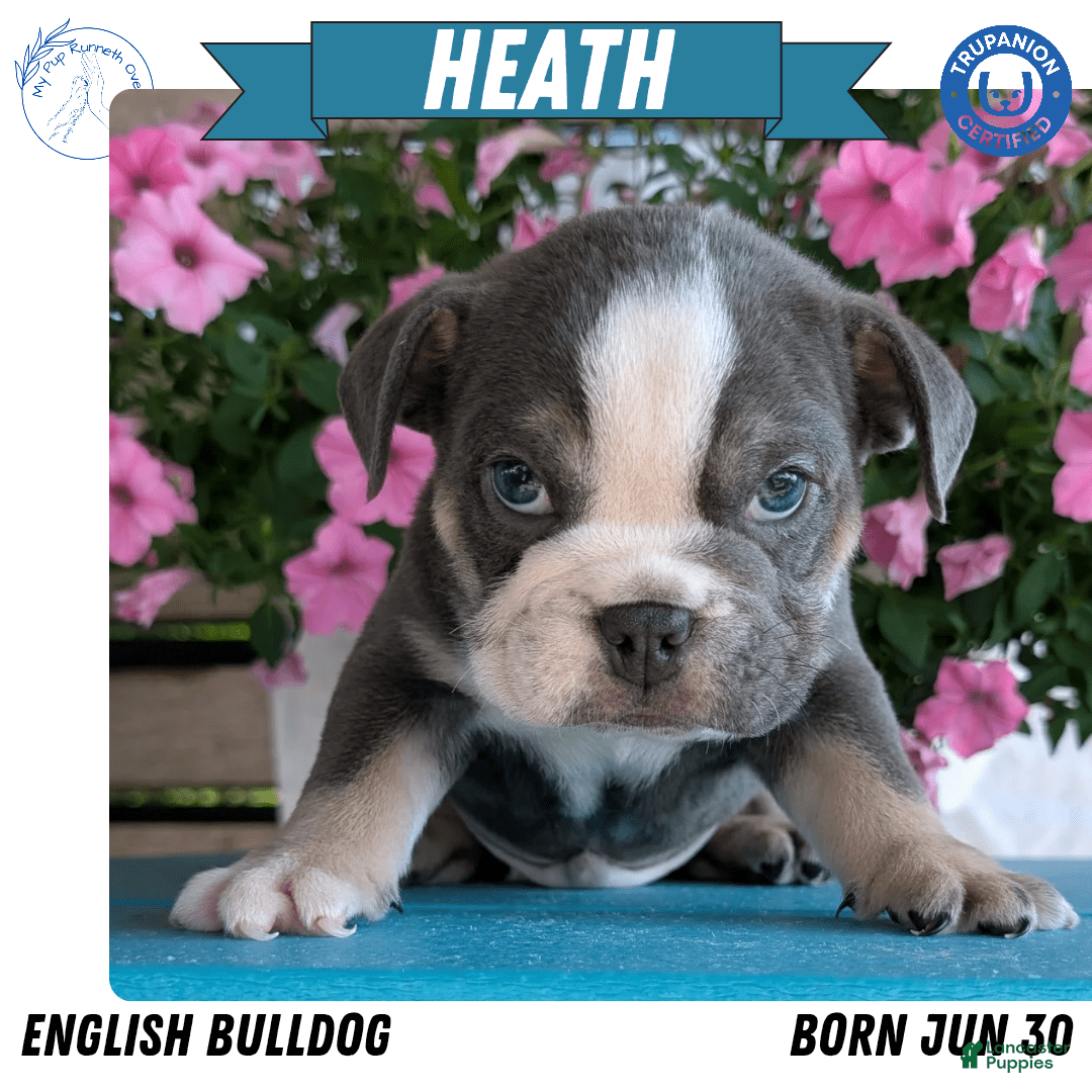English Bulldog dogs for sale: Heath - Image 4