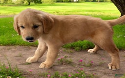 Golden Retriever dogs for sale: Sammy - Image 16