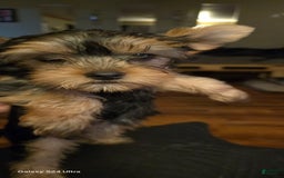 Yorkshire Terrier dogs for sale: Cc - Image 9