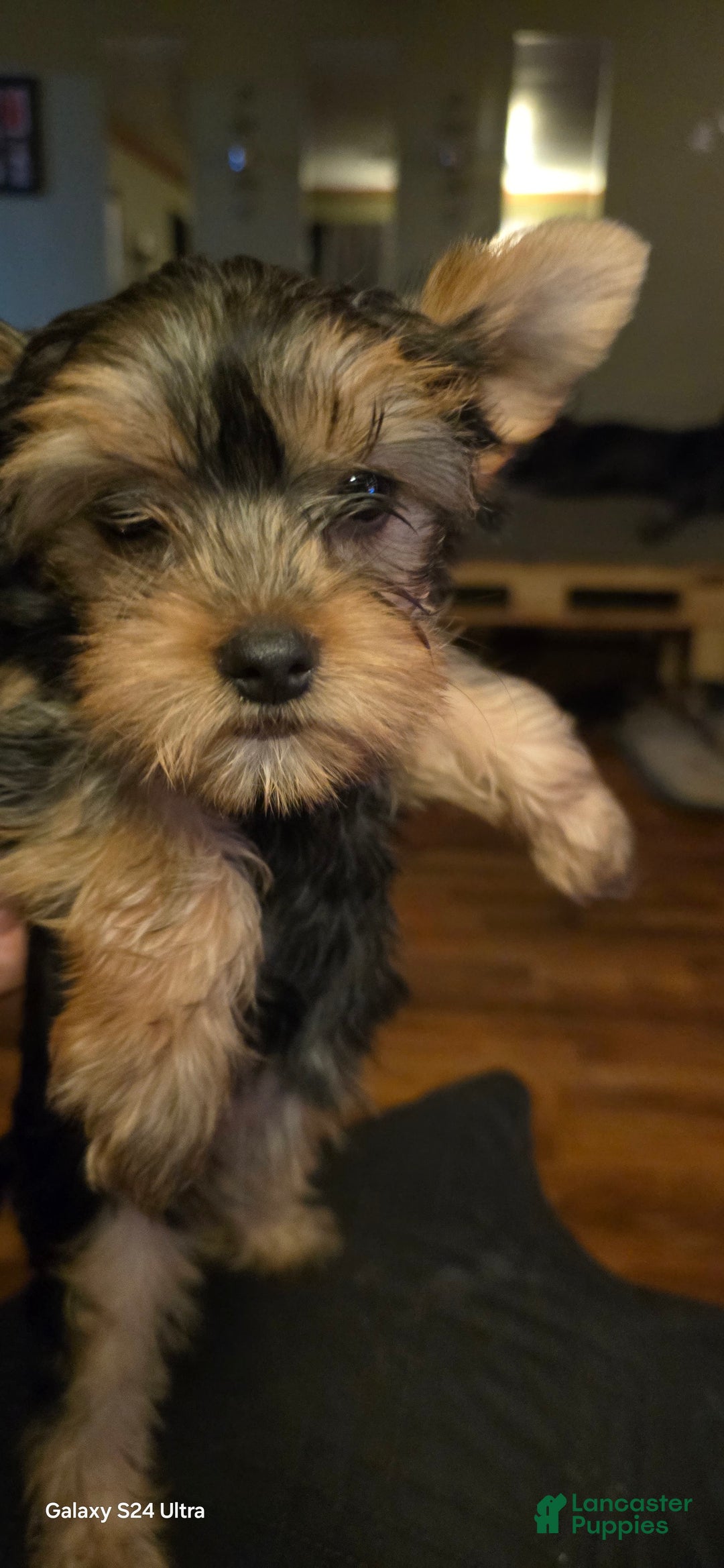 Yorkshire Terrier dogs for sale: Cc - Image 9