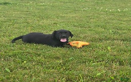 Labrador Retriever dogs for sale: Chelsea - Image 1