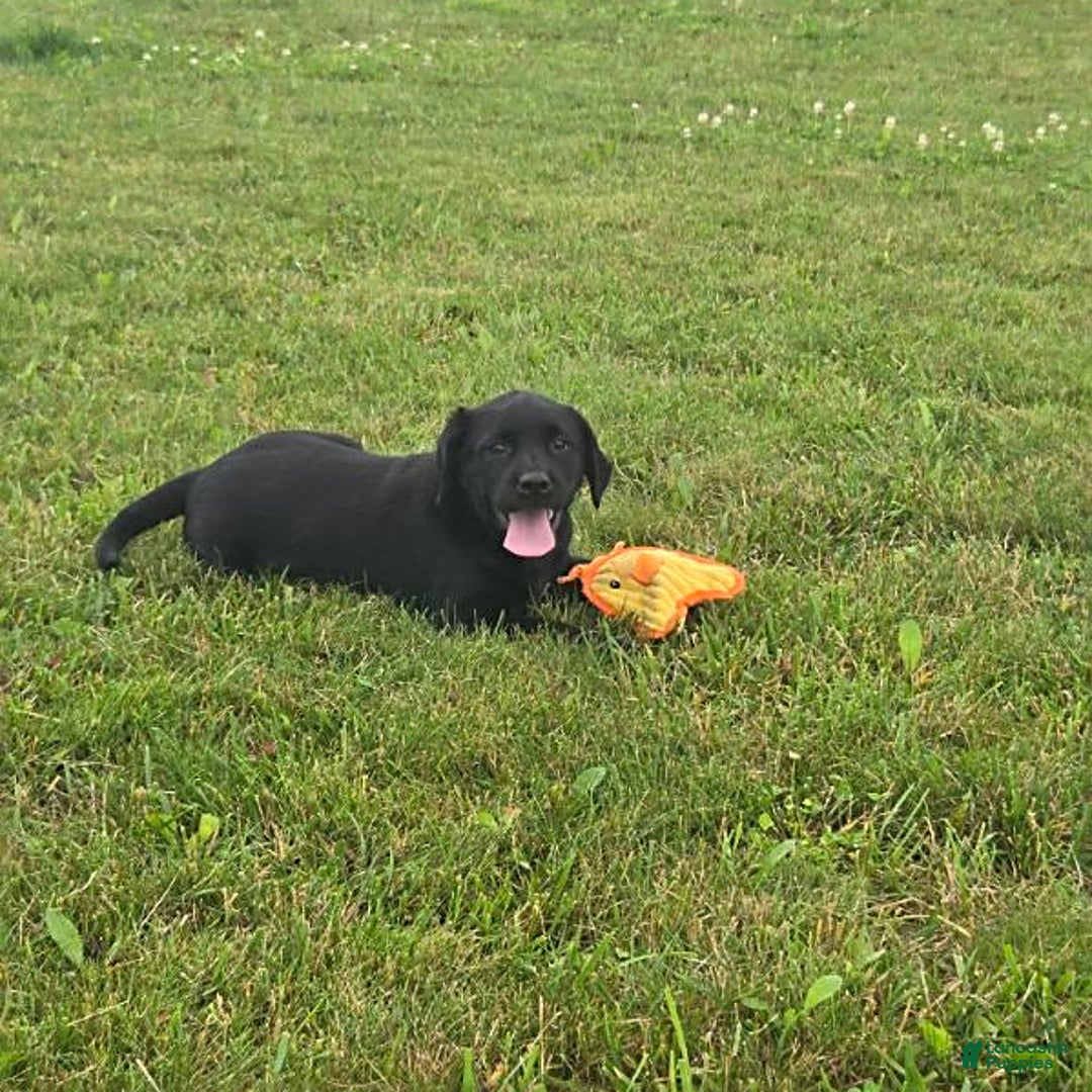 Labrador Retriever dogs for sale: Chelsea - Image 1